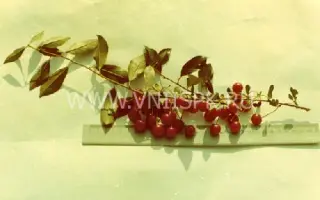 Новоселецкая