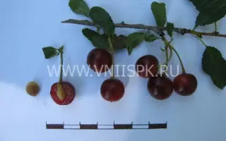 Прозрачная