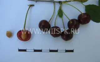 Ранняя степная