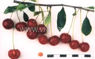 Свердловчанка