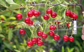 Субботинская