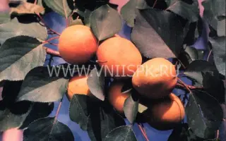 Восточно-Сибирский