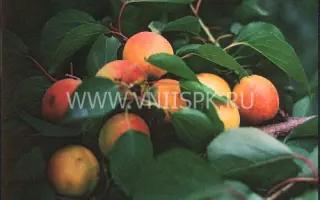 Восточный Саян