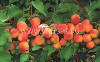 Горный Абакан