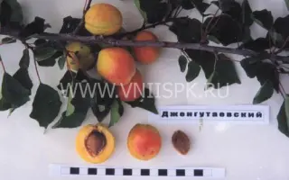 Дженгутаевский