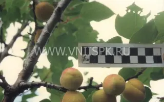 Жемчужина Жигулей