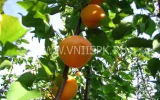 Краснощёкий