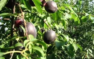 Кубанский черный