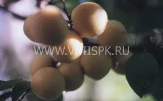 Куйбышевский юбилейный