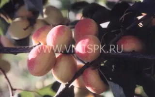 Монастырский