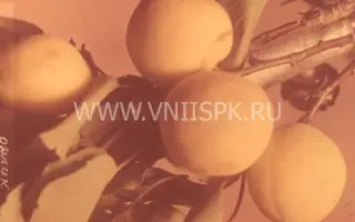 Орлик Ставрополья