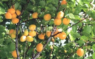 Орловчанин