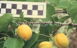 Первенец Самары (Куйбышевский ранний)