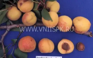 Пётр Комаров