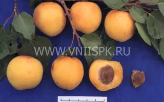 Ранний Марусича