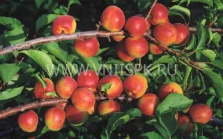 Северное сияние