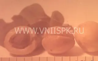 Ставропольский молодёжный