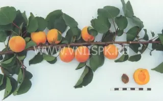 Сын Краснощёкого