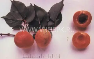 Триумф северный