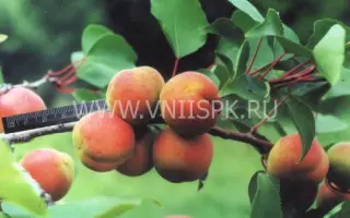 Ульянихинский