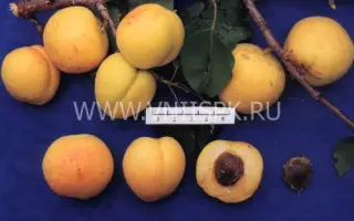 Хабаровский