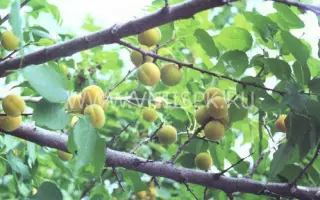 Челябинский ранний