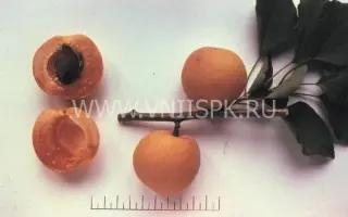 Чемпион Севера