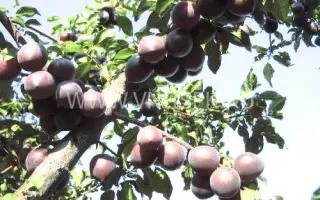 Чёрный бархат