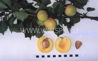 Эсделик (алаша)