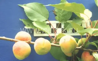 Янтарь Поволжья