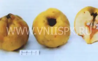 Анжерская от Горина