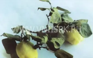 Буйнакская крупноплодная