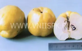 Золотистая