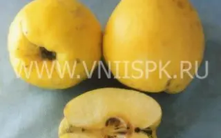 Золото скифов