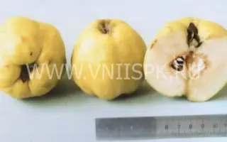 Золотой шар