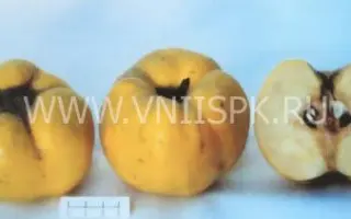 Коллективная