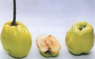 Ктюн-жум (зимняя айва)