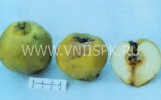 Маслянка поздняя