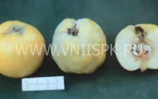 Маслянка ранняя