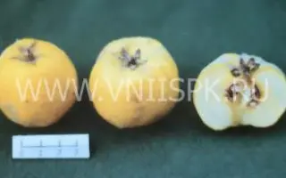 Скороспелка