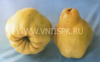 Урожайная кубанская (Олимпийская)