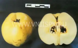 Янтарная краснодарская