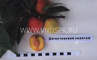 Дагестанский золотой