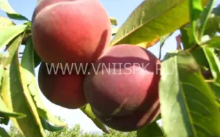 Золотой юбилей