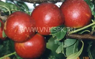 Краснодарец