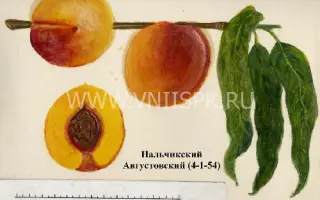 Нальчикский августовский