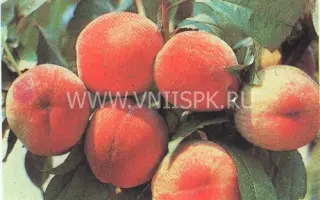 Пушистый ранний