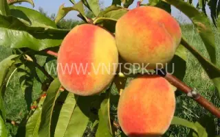 Ранний Кубани