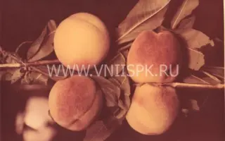 Ставропольский розовый