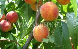 Фаворит Моретини